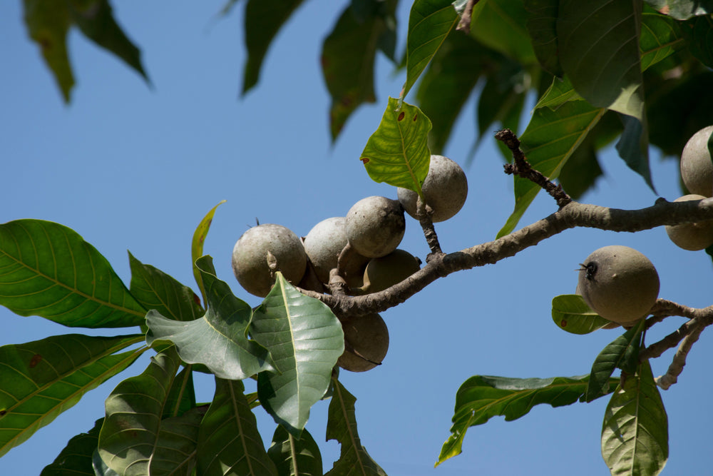 Natural jagua fruit from the Genipa americana tree used in Gopi Henna’s PPD-free jagua gel for body art.